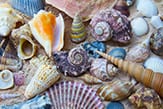 seashells_thb