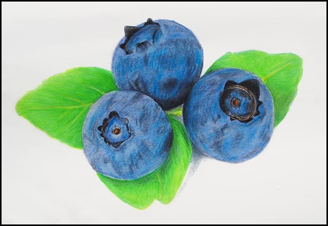 https://coloredpencilmag.com/wp-content/uploads/2018/10/Blueberries-complete-large-thumbnail.jpg
